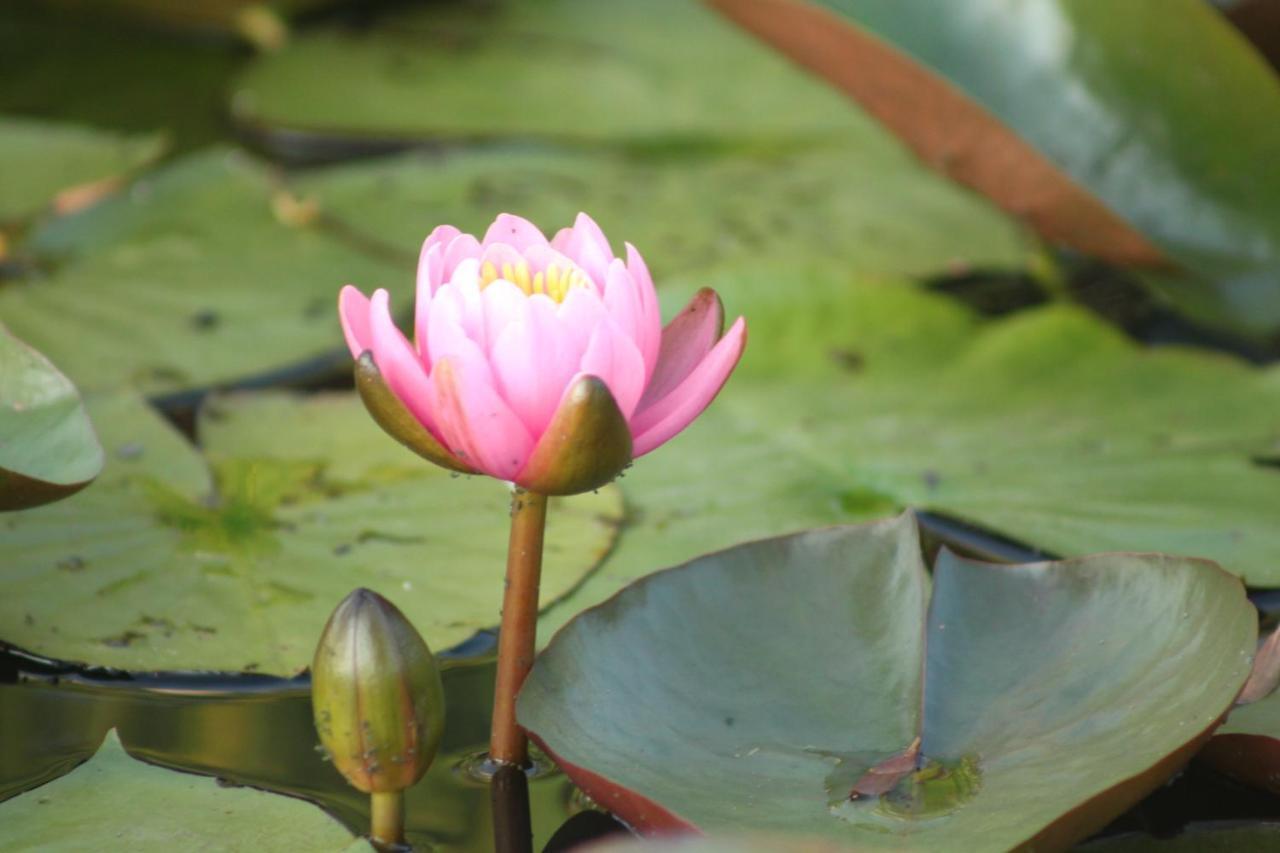 Gastenverblijf Villa Buitenplaats Wergea Contactloos Inchecken Naarderburen ภายนอก รูปภาพ
